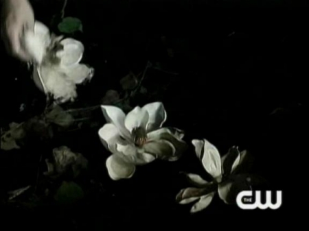 TVD_050.JPG