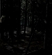 TVD_367.JPG