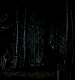 TVD_468.JPG