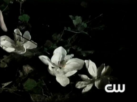 TVD_049.JPG