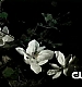TVD_049.JPG