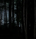 TVD_544.JPG
